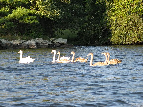 View of Aquatic Inhabitants
