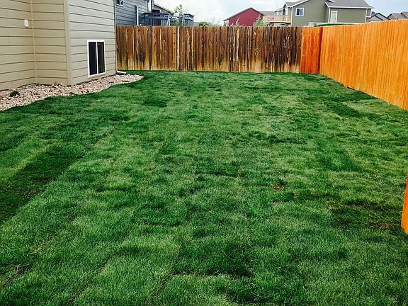 Back yard