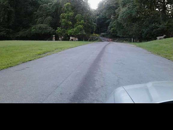 in front of home 5 deer
