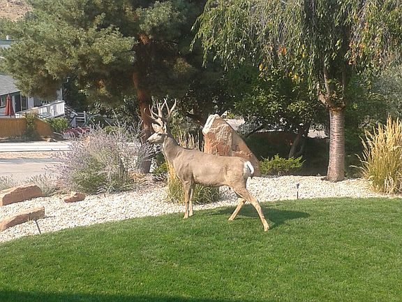 Front yard