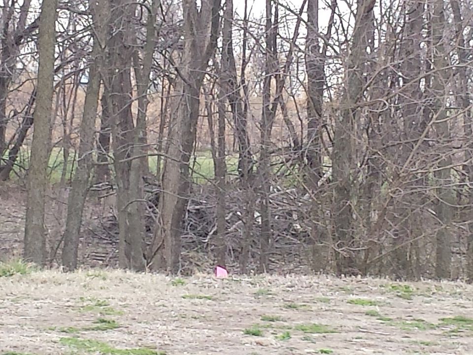 2nd image of Poplar