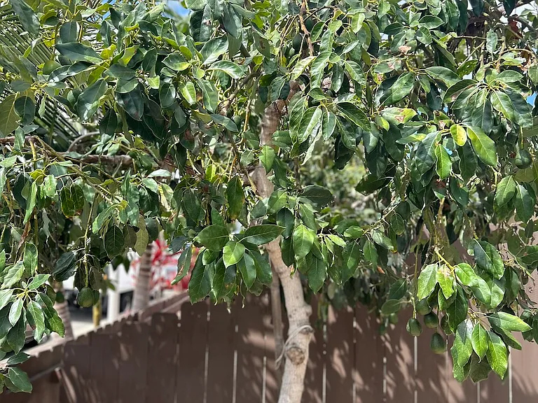 Avocado tree on your patio
