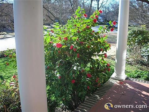 Camelia Japonica Feb-Mar Blooms