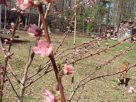 one of 2 peach trees 