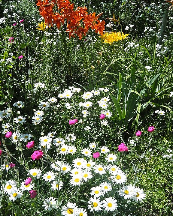 thousands of flowers