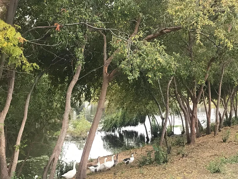 Fenced Duck pond at city park one block away