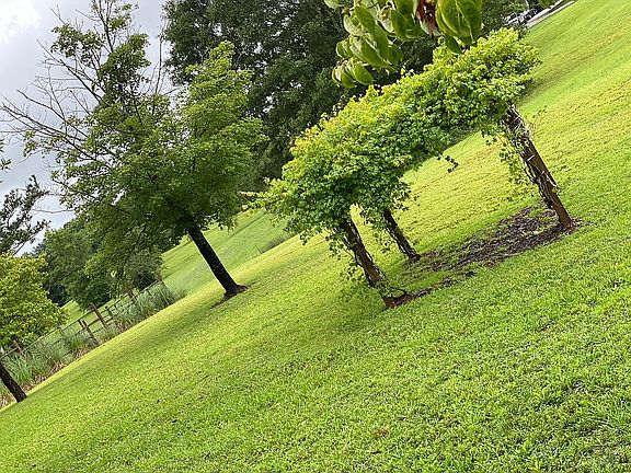 Muscadine grove to the right