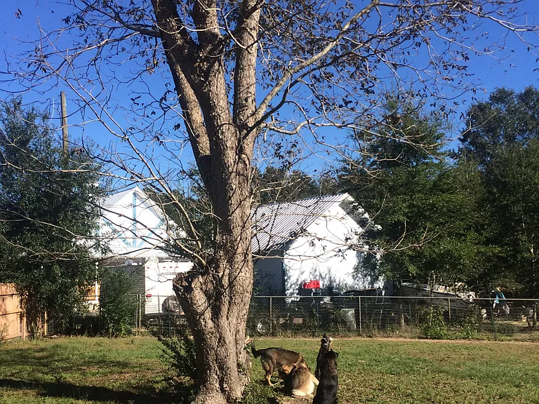 Backyard