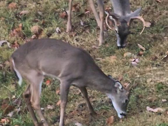 4th image of 7401 Burks Hollow Rd