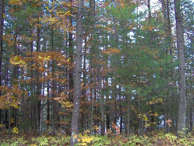 2nd image of W Wheeler Lake Ln
