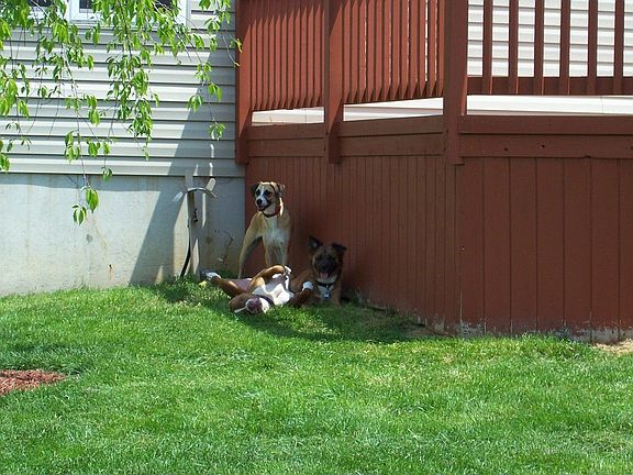 Doggies Relaxing Next to Deck