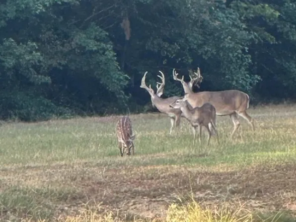 Fm 805, Jefferson, TX 75657