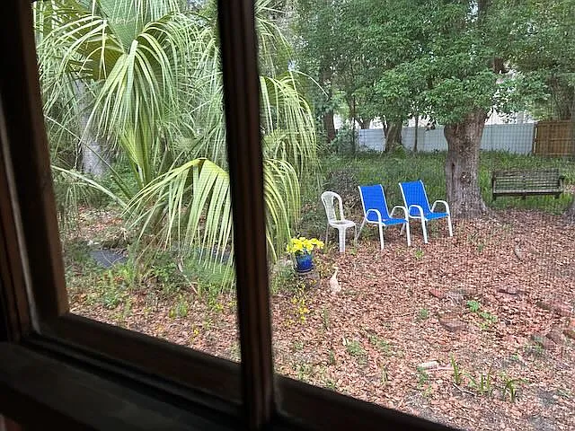 Back yard
