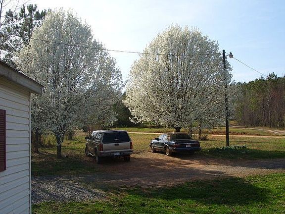 Spring Bradford Pear trees