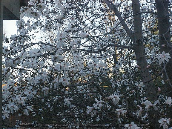 Blossoms in spring (front of home)