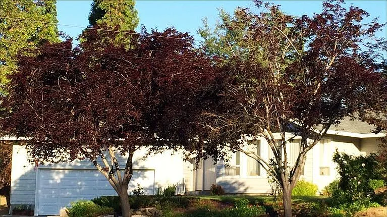 60 Fair Oaks Dr photo 1