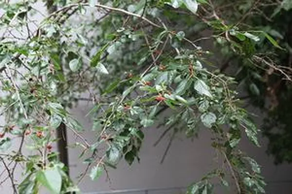 Rented by Gazal International Brokerage Group | media 26