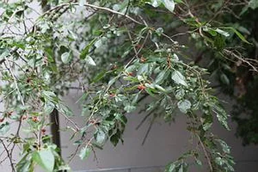 Rented by Gazal International Brokerage Group