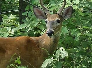 1855 Rock Springs Rd, Wright City, MO 63390