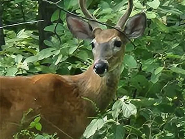 1855 Rock Springs Rd, Wright City, MO 63390