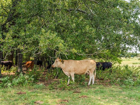 Cattle