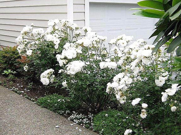 3rd image of 13719 SE 256th Pl