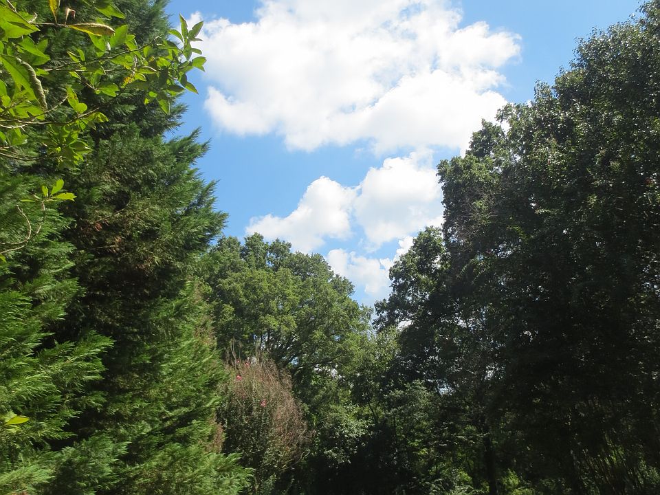 Cypress trees for privacy