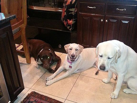 Kitchen with 3 Labs