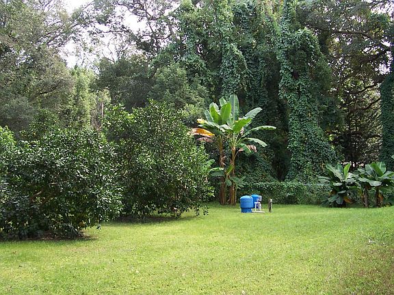 Backyard w/fruit trees