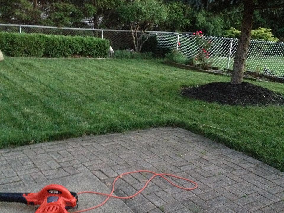 Back yard