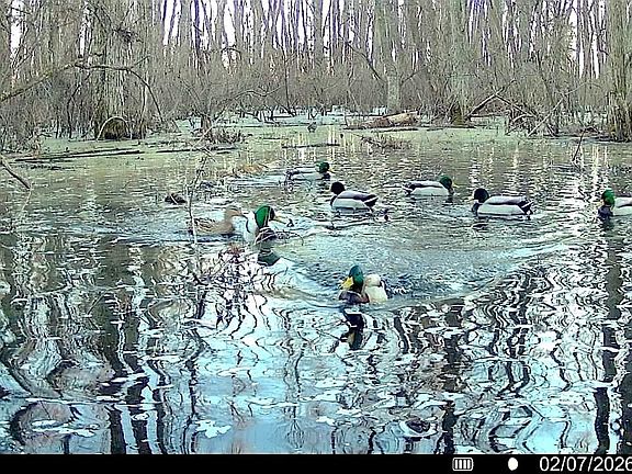 5th image of 483 Phillips Rd #131