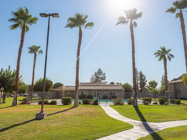 Desert Palms — Photo 9
