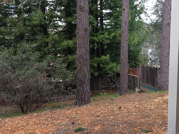 Ponderosa & Redwood tree with manzanita backyard.
