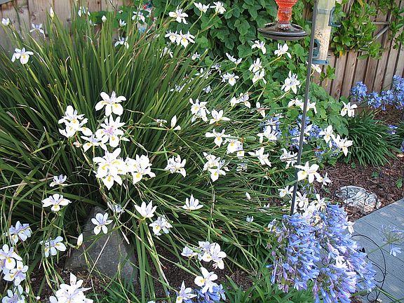 One of Five Star Jasmin