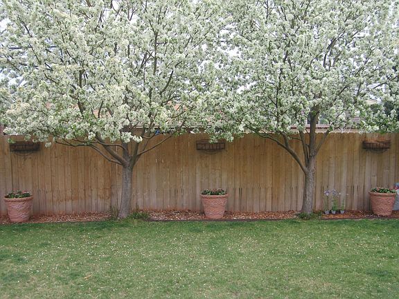 Back Garden Mock Apple Trees