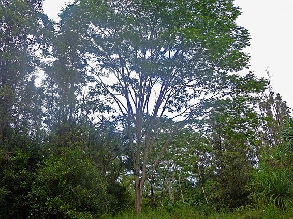 large trees