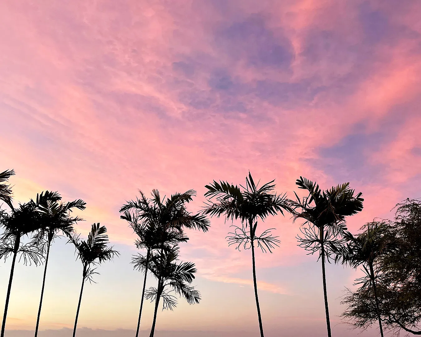 Oasis in Paradise — Photo 1