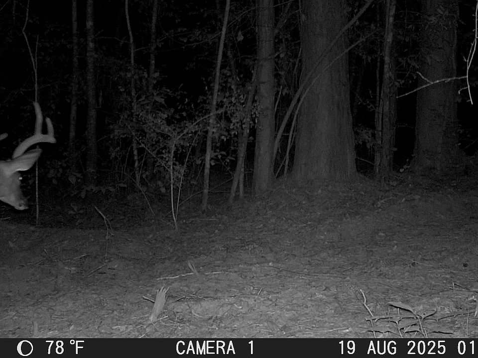1st image of Tx 43/cr #3106