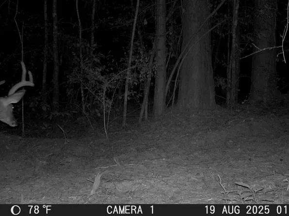 Tx 43/cr #3106, Jefferson, TX 75657