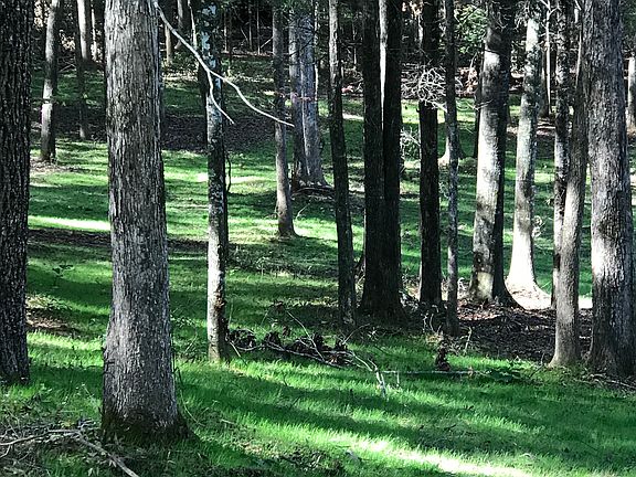 Mature oaks/rye grass