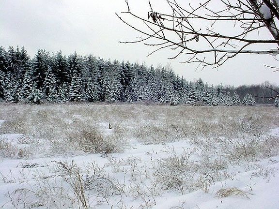 Backs up to Woods and Pines