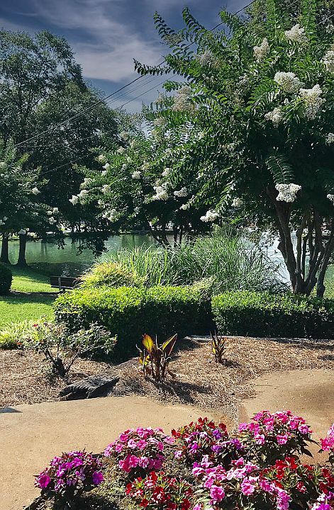 Pond and Park