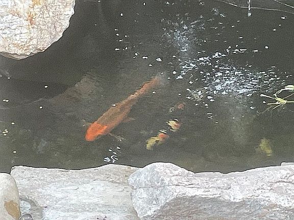 Koi pond