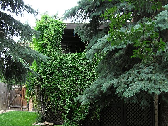 Back Side Elevation Covered 