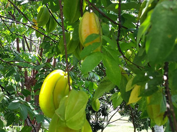Star Fruit