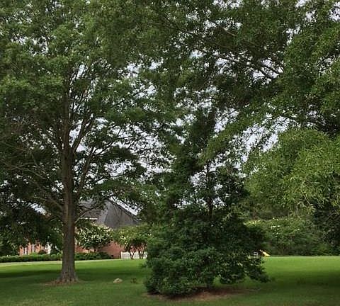 2nd image of 106 Mulberry Hill Ln