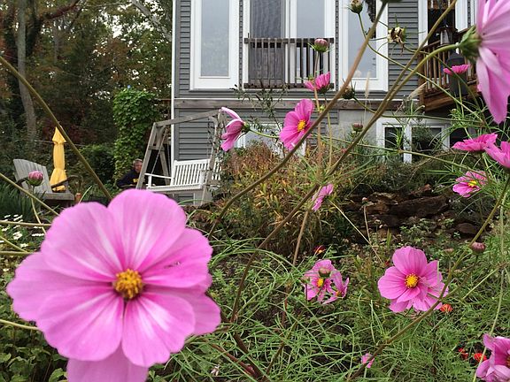 Summer blooms.