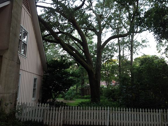 Oaks and azaleas 