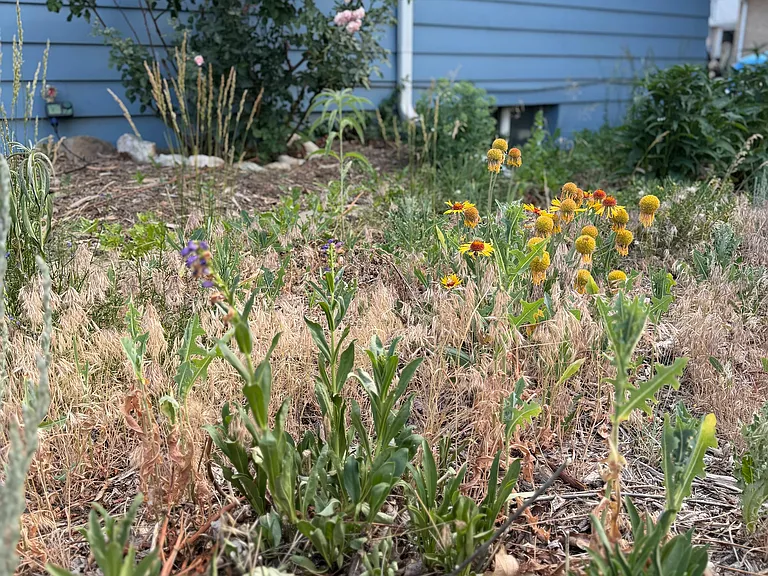 Front Garden