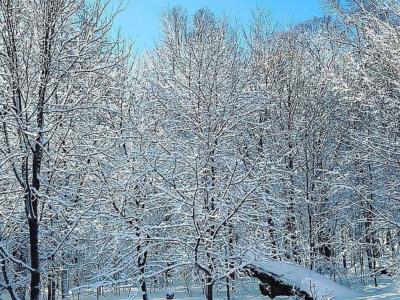 Backyard winter